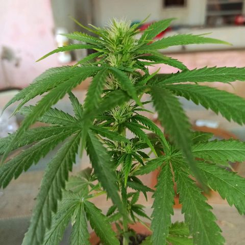 The Safe growlog photo: Hoje na sua 2a semana de flora, ela demonstra um certo excesso de nutrientes, e dessa forma como aplicação mudou pra toda sexta. Hoje diminuirei pela metade a dosagem do fertilizante foliar