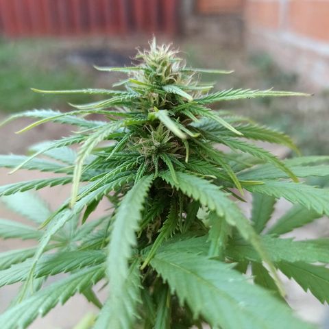 The Safe growlog photo: Depois de demonstrar sofrimento por possível excesso de nutrientes eu cortei a fertilização e estou levando ela somente com água. Infelizmente sem condições de medir o PH, então sem muita certeza do motivo das folhas queimarem.