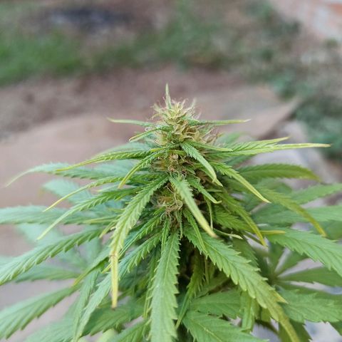 The Safe growlog photo: Depois de demonstrar sofrimento por possível excesso de nutrientes eu cortei a fertilização e estou levando ela somente com água. Infelizmente sem condições de medir o PH, então sem muita certeza do motivo das folhas queimarem.