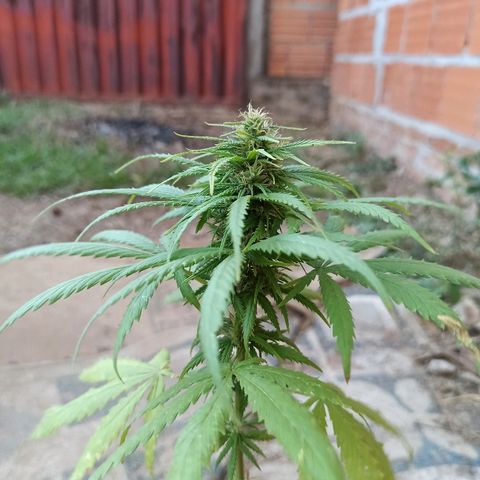 The Safe growlog photo: Depois de demonstrar sofrimento por possível excesso de nutrientes eu cortei a fertilização e estou levando ela somente com água. Infelizmente sem condições de medir o PH, então sem muita certeza do motivo das folhas queimarem.