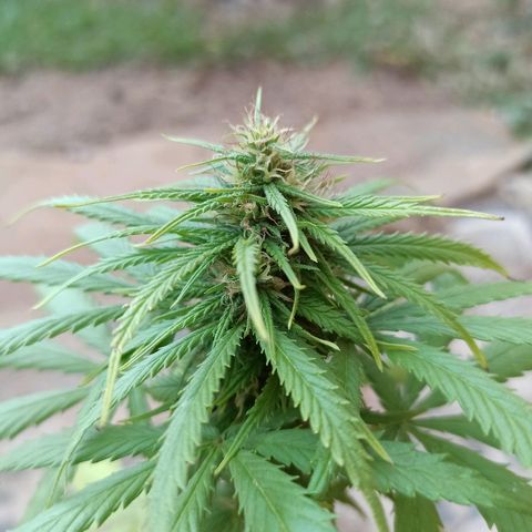 The Safe growlog timeline photo