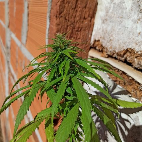 The Safe growlog timeline photo