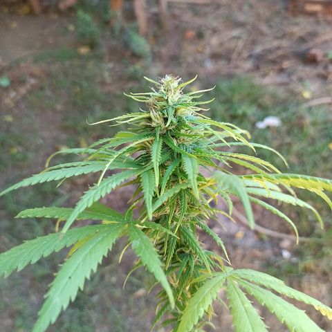The Safe growlog timeline photo