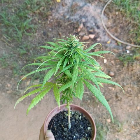 The Safe growlog timeline photo