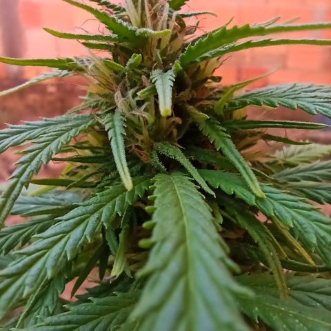 The Safe growlog photo: Plantinha com crescimento de flores expendido, mesmo após sofrer por fatores dos quais eu desconheço, porém desconfio de Overfert, ela queimou a ponta de todas as folhas e amarelou bem seu tom geral. Mas as flores, sem o que dizer, cheiro de goiaba madura misturada com rosas. Espetacular!!!