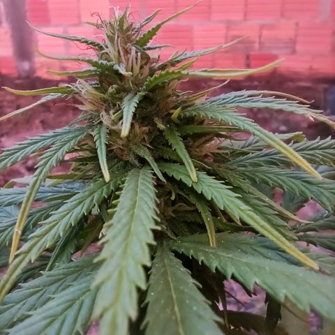 The Safe growlog photo: Plantinha com crescimento de flores expendido, mesmo após sofrer por fatores dos quais eu desconheço, porém desconfio de Overfert, ela queimou a ponta de todas as folhas e amarelou bem seu tom geral. Mas as flores, sem o que dizer, cheiro de goiaba madura misturada com rosas. Espetacular!!!