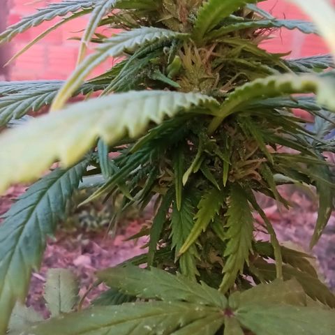 The Safe growlog photo: Plantinha com crescimento de flores expendido, mesmo após sofrer por fatores dos quais eu desconheço, porém desconfio de Overfert, ela queimou a ponta de todas as folhas e amarelou bem seu tom geral. Mas as flores, sem o que dizer, cheiro de goiaba madura misturada com rosas. Espetacular!!!
