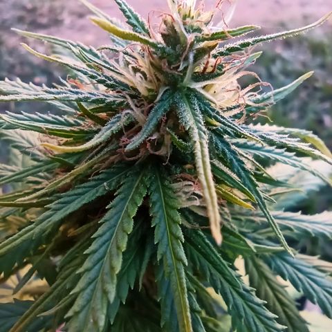 The Safe growlog photo: Plantinha com crescimento de flores expendido, mesmo após sofrer por fatores dos quais eu desconheço, porém desconfio de Overfert, ela queimou a ponta de todas as folhas e amarelou bem seu tom geral. Mas as flores, sem o que dizer, cheiro de goiaba madura misturada com rosas. Espetacular!!!