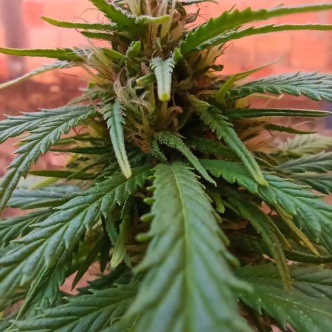 The Safe growlog photo: Plantinha com crescimento de flores expendido, mesmo após sofrer por fatores dos quais eu desconheço, porém desconfio de Overfert, ela queimou a ponta de todas as folhas e amarelou bem seu tom geral. Mas as flores, sem o que dizer, cheiro de goiaba madura misturada com rosas. Espetacular!!!