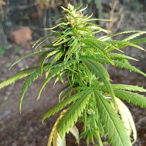 The Safe growlog photo: Logo após a retirada de mais um par de folhas amarelas, surgiram muito rapidamente mais duas folhas com as mesmas características, não sei se é deficiência de nitrogênio, ou ainda efeito do abuso de outras substâncias. Eu até li que é normal as plantas amarelarem as folhas na floração, mas essa aqui irá completar um mês de floração amanhã dia 15/07 e ela tem poucas folhas pra ficar amarelando assim muito rápido. Nesse momento eu temo em perder a planta pra mais uma colheita precoce.