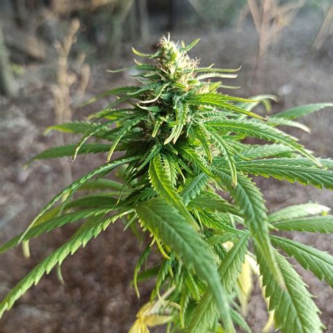 The Safe growlog photo: Logo após a retirada de mais um par de folhas amarelas, surgiram muito rapidamente mais duas folhas com as mesmas características, não sei se é deficiência de nitrogênio, ou ainda efeito do abuso de outras substâncias. Eu até li que é normal as plantas amarelarem as folhas na floração, mas essa aqui irá completar um mês de floração amanhã dia 15/07 e ela tem poucas folhas pra ficar amarelando assim muito rápido. Nesse momento eu temo em perder a planta pra mais uma colheita precoce.