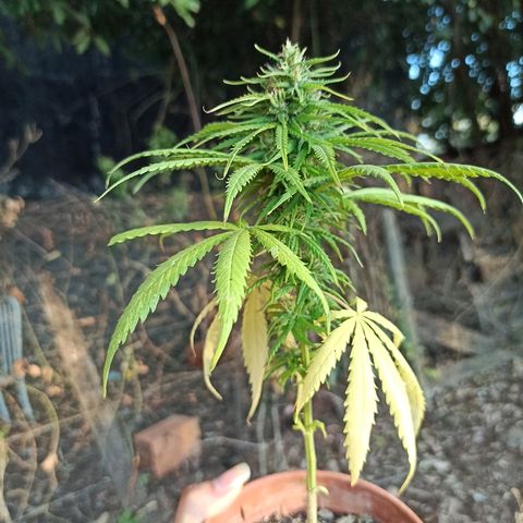The Safe growlog photo: Logo após a retirada de mais um par de folhas amarelas, surgiram muito rapidamente mais duas folhas com as mesmas características, não sei se é deficiência de nitrogênio, ou ainda efeito do abuso de outras substâncias. Eu até li que é normal as plantas amarelarem as folhas na floração, mas essa aqui irá completar um mês de floração amanhã dia 15/07 e ela tem poucas folhas pra ficar amarelando assim muito rápido. Nesse momento eu temo em perder a planta pra mais uma colheita precoce.