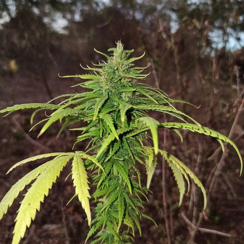 The Safe growlog timeline photo