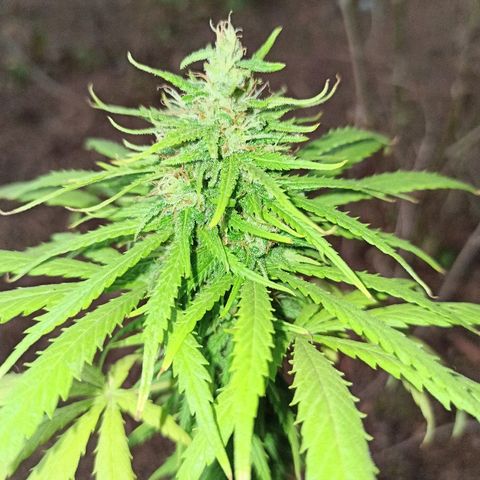 The Safe growlog timeline photo