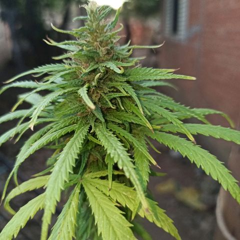 The Safe growlog photo: Planta com ótimo desenvolvimento de floração