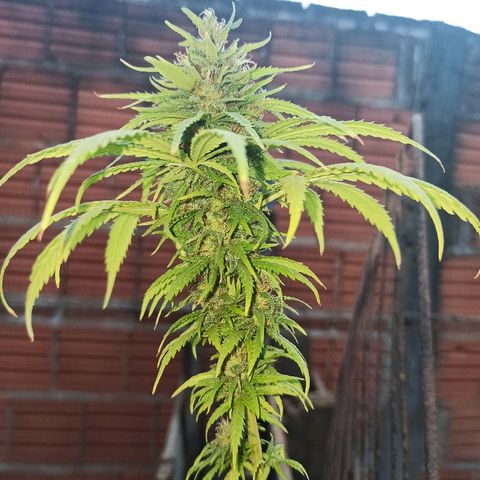 The Safe growlog photo: Planta com ótimo desenvolvimento de floração