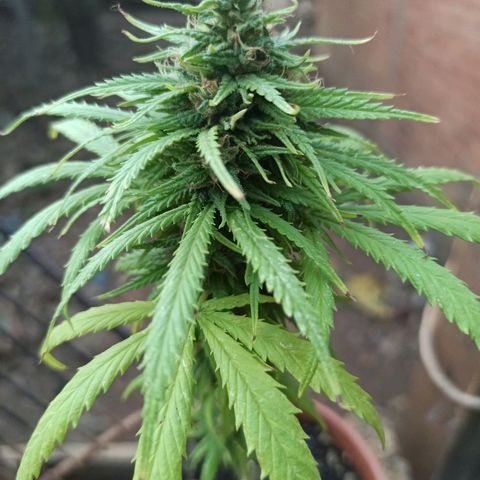 The Safe growlog photo: Planta com ótimo desenvolvimento de floração