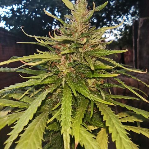 The Safe growlog photo: Planta se aproximando de suas últimas semanas de floração, bem resinada e com buds meio densos e espalhados.