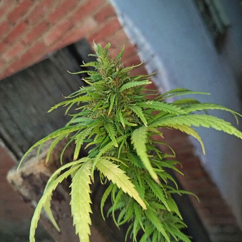 The Safe growlog photo: Planta se aproximando de suas últimas semanas de floração, bem resinada e com buds meio densos e espalhados.