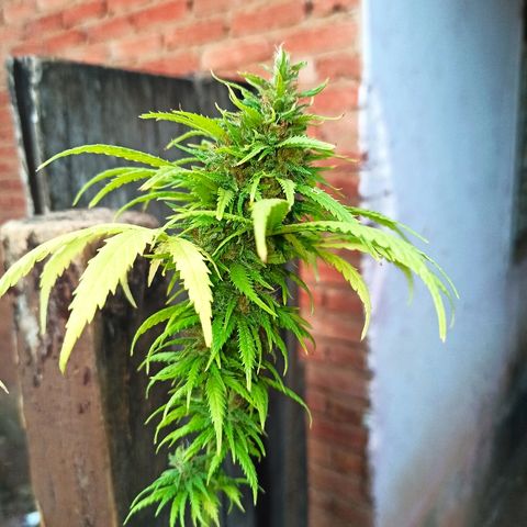 The Safe growlog photo: Planta se aproximando de suas últimas semanas de floração, bem resinada e com buds meio densos e espalhados.