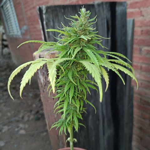 The Safe growlog photo: Planta se aproximando de suas últimas semanas de floração, bem resinada e com buds meio densos e espalhados.