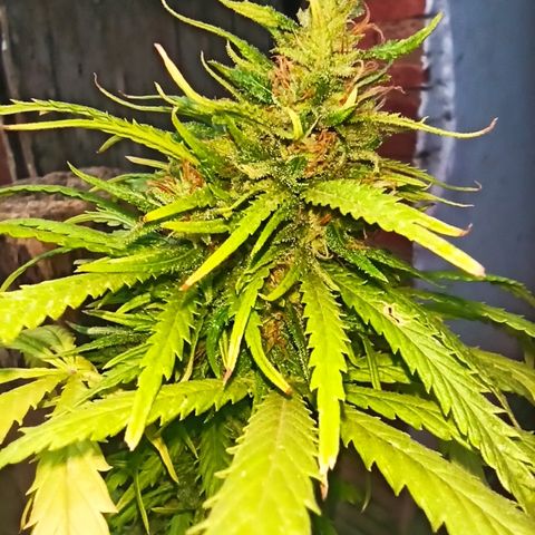 The Safe growlog photo: Planta se aproximando de suas últimas semanas de floração, bem resinada e com buds meio densos e espalhados.