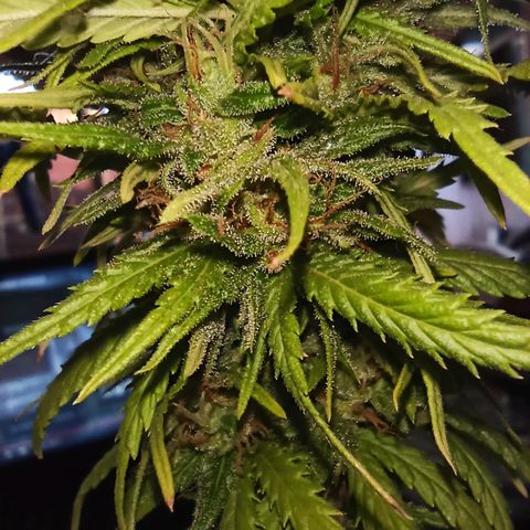The Safe growlog photo: Hoje, iniciando a sua possível penúltima semana de floração, ela mostra muitos pistilos alaranjados, acompanhados de alguns tricomas dourados também.