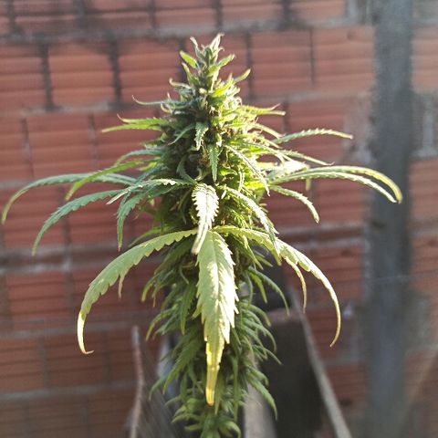 The Safe growlog photo: Hoje, iniciando a sua possível penúltima semana de floração, ela mostra muitos pistilos alaranjados, acompanhados de alguns tricomas dourados também.