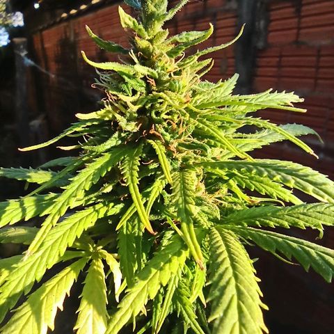 The Safe growlog photo: Hoje, iniciando a sua possível penúltima semana de floração, ela mostra muitos pistilos alaranjados, acompanhados de alguns tricomas dourados também.