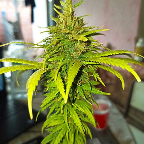 The Safe growlog photo: Hoje, iniciando a sua possível penúltima semana de floração, ela mostra muitos pistilos alaranjados, acompanhados de alguns tricomas dourados também.