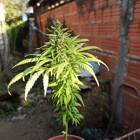 The Safe growlog photo: Hoje, iniciando a sua possível penúltima semana de floração, ela mostra muitos pistilos alaranjados, acompanhados de alguns tricomas dourados também.