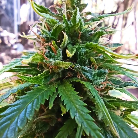 The Safe growlog photo: Não por ansiedade mas por estar com todos os indicativos de que estaria no ponto eu colherei esta planta de prenseed por agora mesmo. Expectativa de 3g seca. Cheiro por enquanto mais intenso e bem docinho. Frutal, fresh herbal e cítrico no fundo