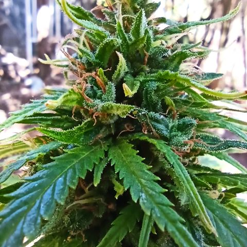 The Safe growlog photo: Não por ansiedade mas por estar com todos os indicativos de que estaria no ponto eu colherei esta planta de prenseed por agora mesmo. Expectativa de 3g seca. Cheiro por enquanto mais intenso e bem docinho. Frutal, fresh herbal e cítrico no fundo
