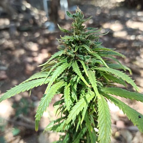 The Safe growlog photo: Não por ansiedade mas por estar com todos os indicativos de que estaria no ponto eu colherei esta planta de prenseed por agora mesmo. Expectativa de 3g seca. Cheiro por enquanto mais intenso e bem docinho. Frutal, fresh herbal e cítrico no fundo