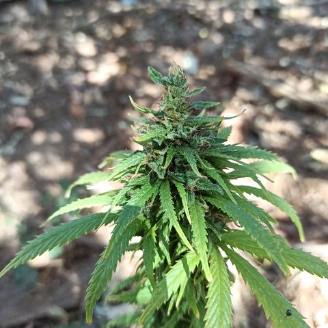 The Safe growlog photo: Não por ansiedade mas por estar com todos os indicativos de que estaria no ponto eu colherei esta planta de prenseed por agora mesmo. Expectativa de 3g seca. Cheiro por enquanto mais intenso e bem docinho. Frutal, fresh herbal e cítrico no fundo