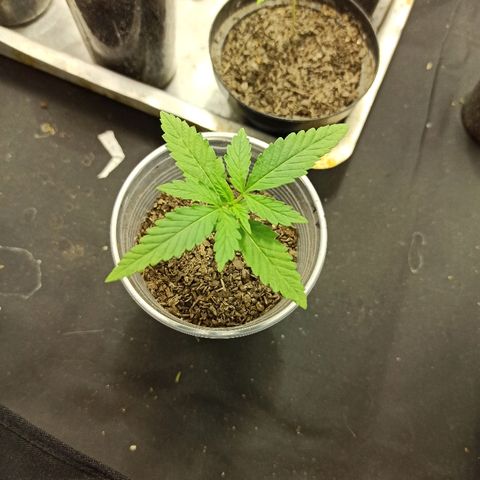 Prenseed #3 growlog photo: Até o momento, a planta que melhor evoluiu.