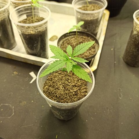 Prenseed #3 growlog photo: Até o momento, a planta que melhor evoluiu.