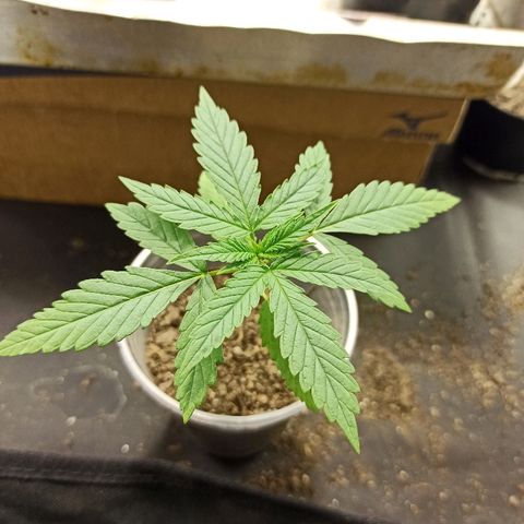 Prenseed #3 growlog photo: Excepcional, sem comentários. Só orgulho!! Que seja menina.