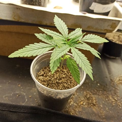 Prenseed #3 growlog photo: Excepcional, sem comentários. Só orgulho!! Que seja menina.