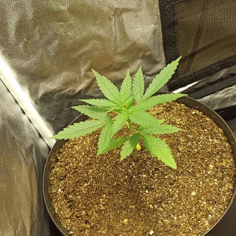 Prenseed #3 growlog photo: Poda Topping