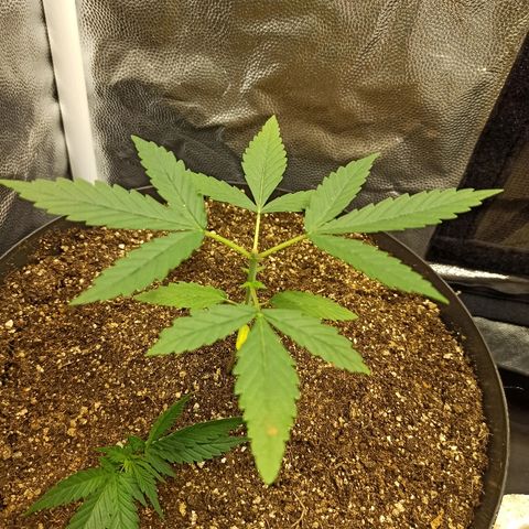 Prenseed #3 growlog photo: Poda Topping
