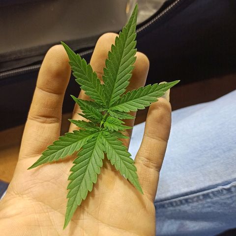 Prenseed #3 growlog photo: Poda Topping
