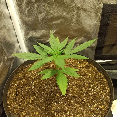 Prenseed #3 growlog photo: Poda Topping
