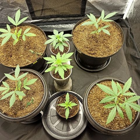 Prenseed #3 growlog photo: Visão geral do ambiente.