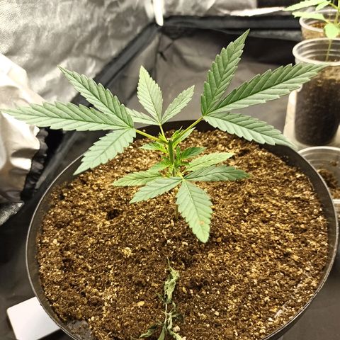 Prenseed #3 growlog photo: Essa aqui é mais apressada da turma kkkkk. Mano que lindeza, tomara que seja fêmea.