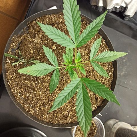 Prenseed #3 growlog photo: Essa aqui é mais apressada da turma kkkkk. Mano que lindeza, tomara que seja fêmea.