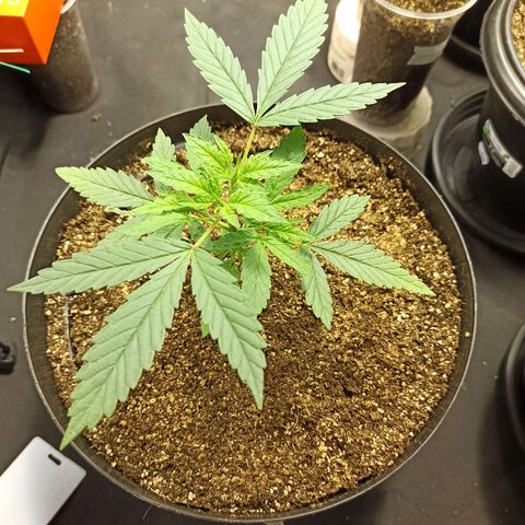 Prenseed #3 growlog photo: Está exuberante, muita força e que venha fêmea.