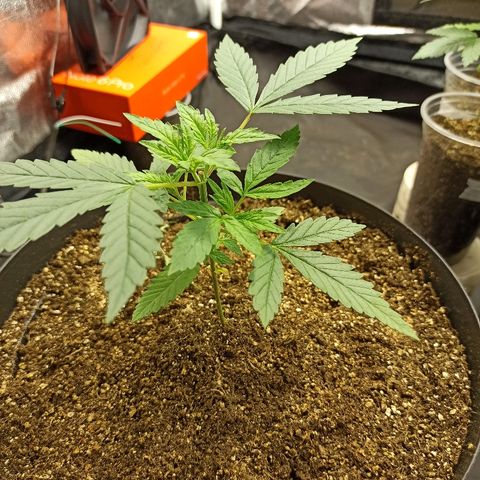 Prenseed #3 growlog photo: Está exuberante, muita força e que venha fêmea.
