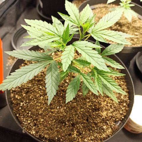 Prenseed #3 growlog photo: Just one picture, don't need words.