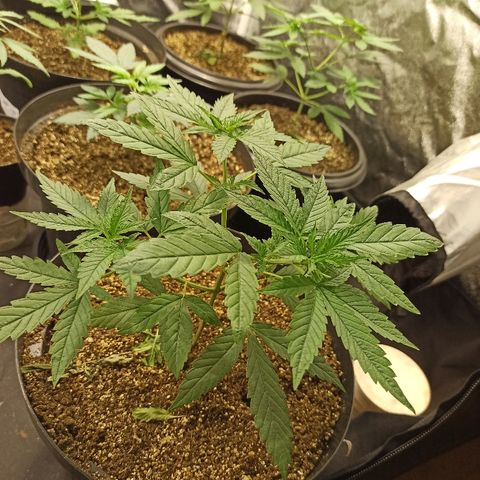 Prenseed #3 growlog photo: Essa aqui tá demais cara, muito show, o único problema são essas folhas tortas pra baixo, fora isso tá ótimo.